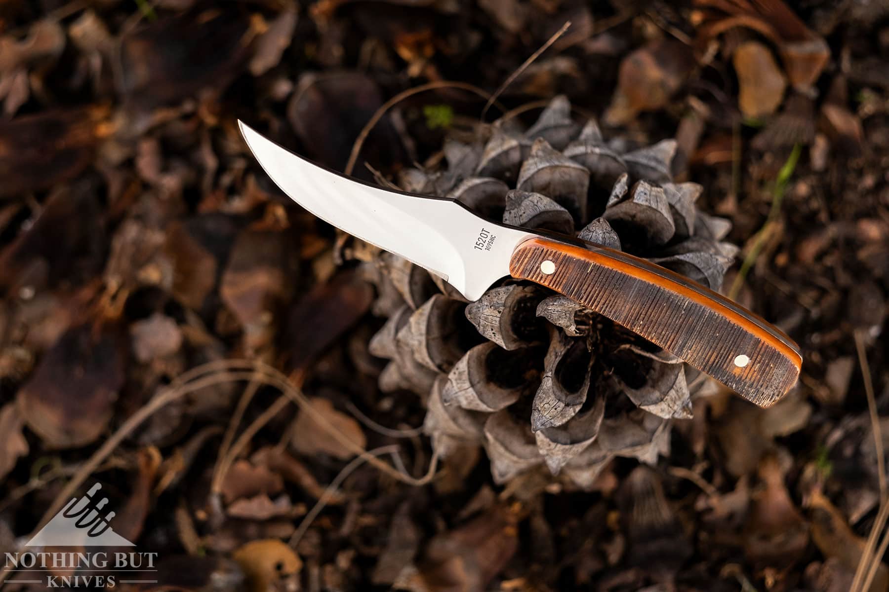 The American made version of the Old Timer Sharpfinger sitting on top of a pinecone on the forest floor.