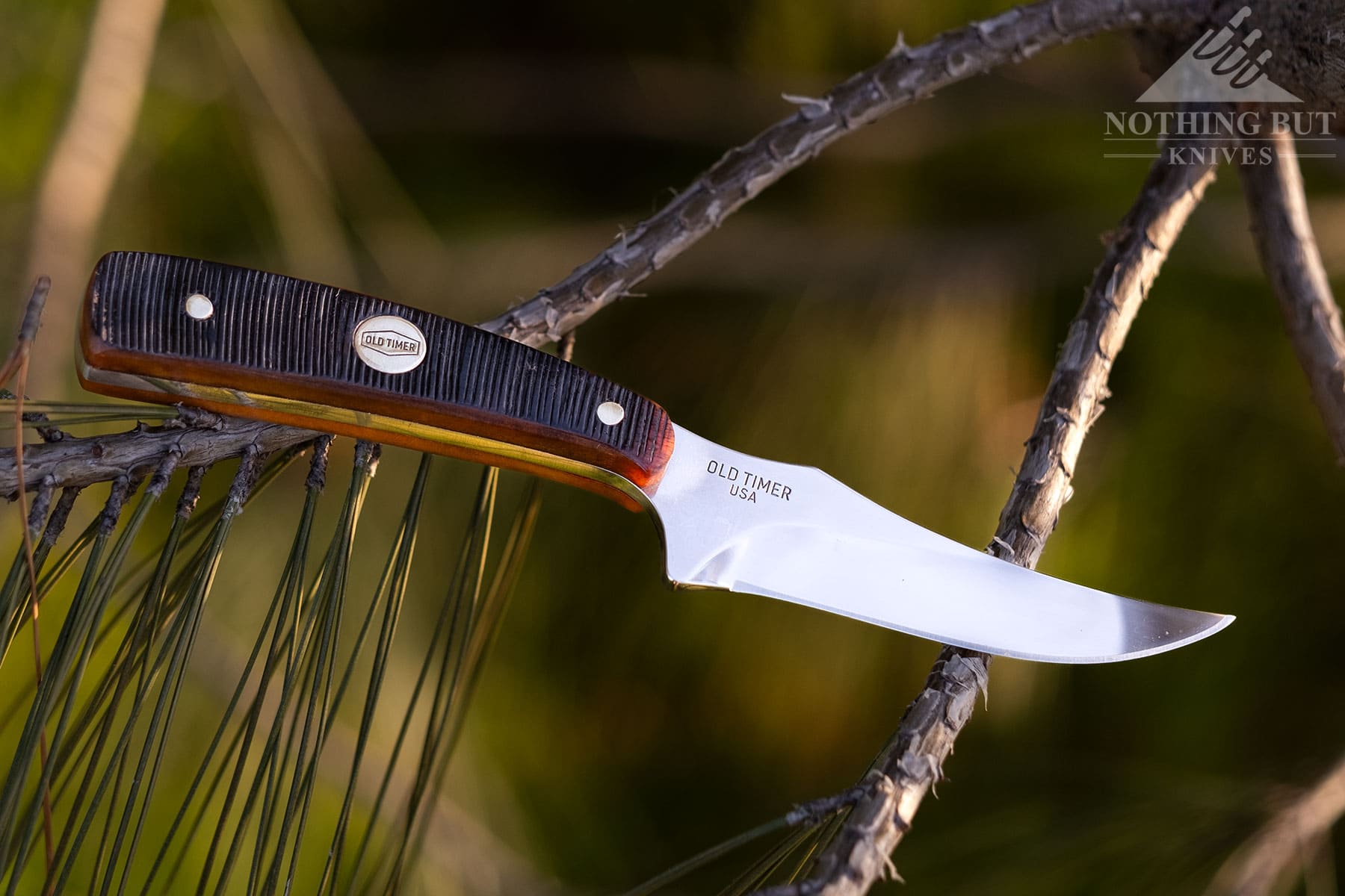 The Old Timer Sharpfinger 1520 TG balanced on two pine tree branches over a green field. 