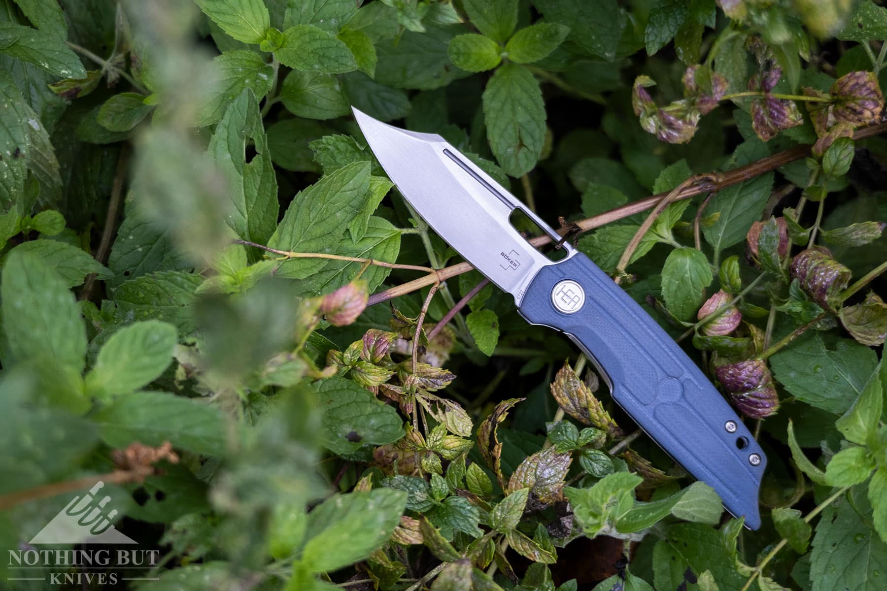 The Boker Plus HEA Design Hunter pocketknife resting in the vines of a blackberry bush.