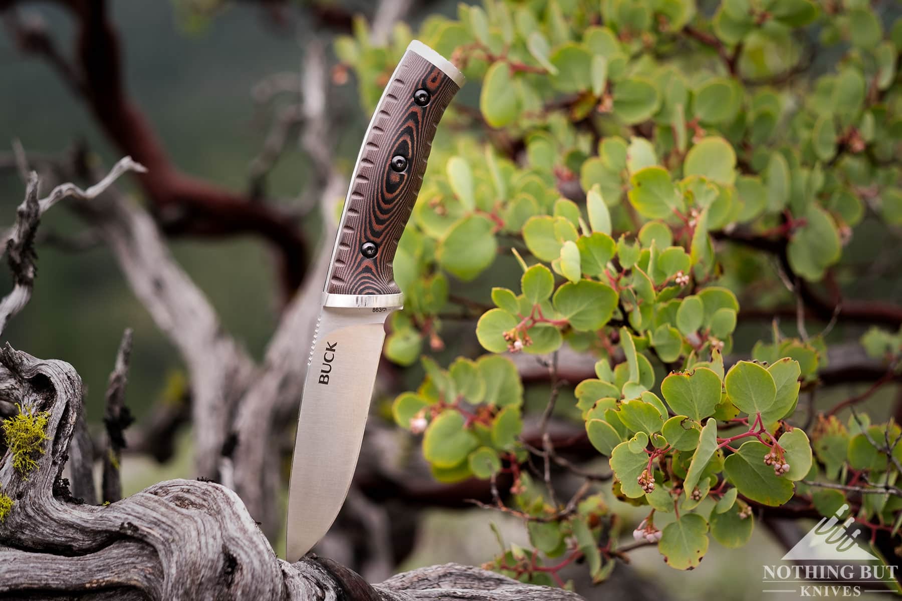 The Buck Selkirk bushcraft knife sticking out of a Manzanita branch.