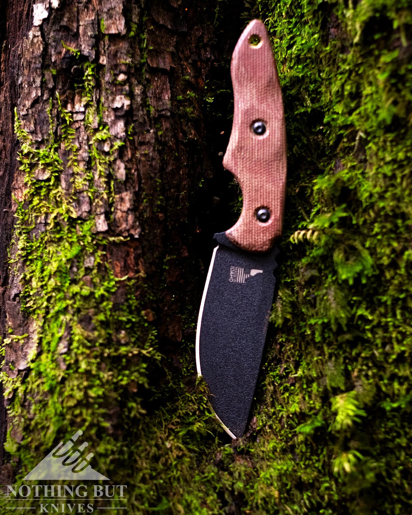 The TOPS 3 Pointer fixed blade balanced on the moss of an oak tree in a forest. 