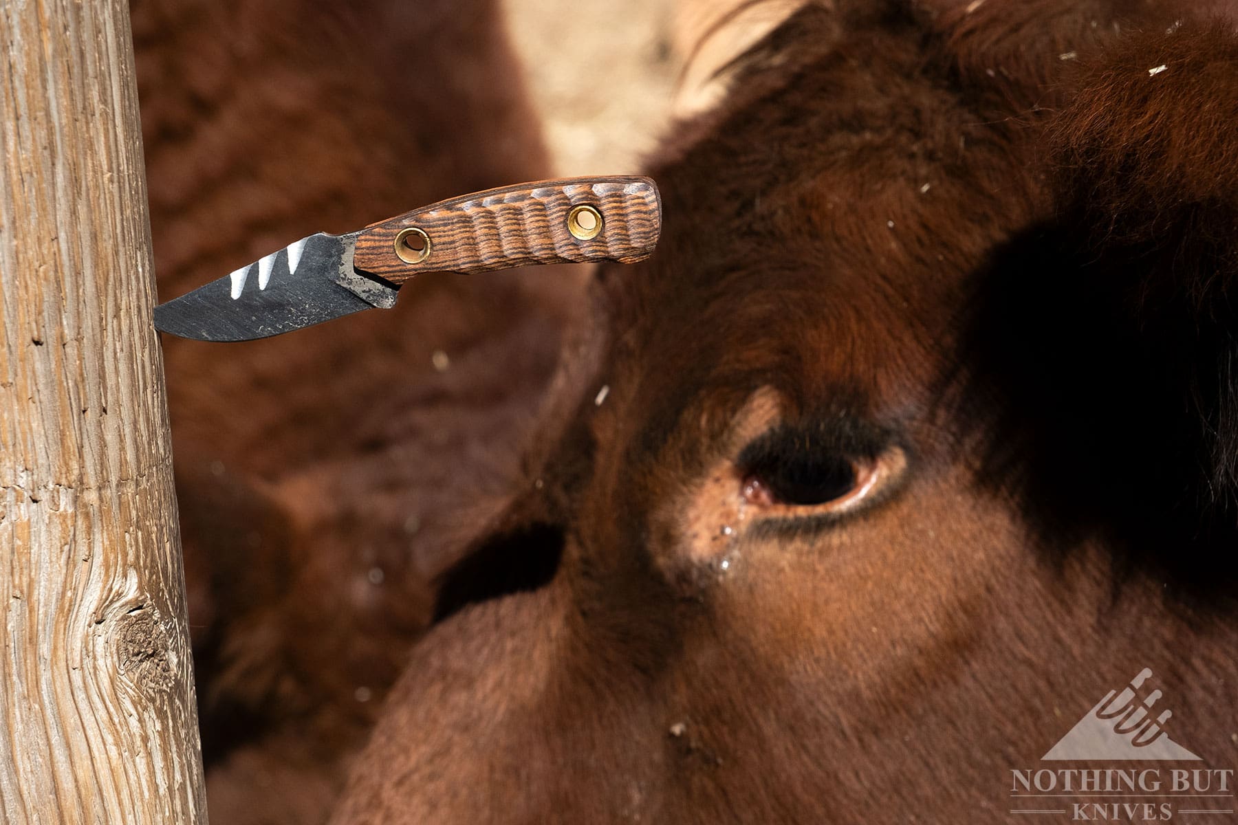 A knife sticking out of a fencepost in front of a pasture with cows. 