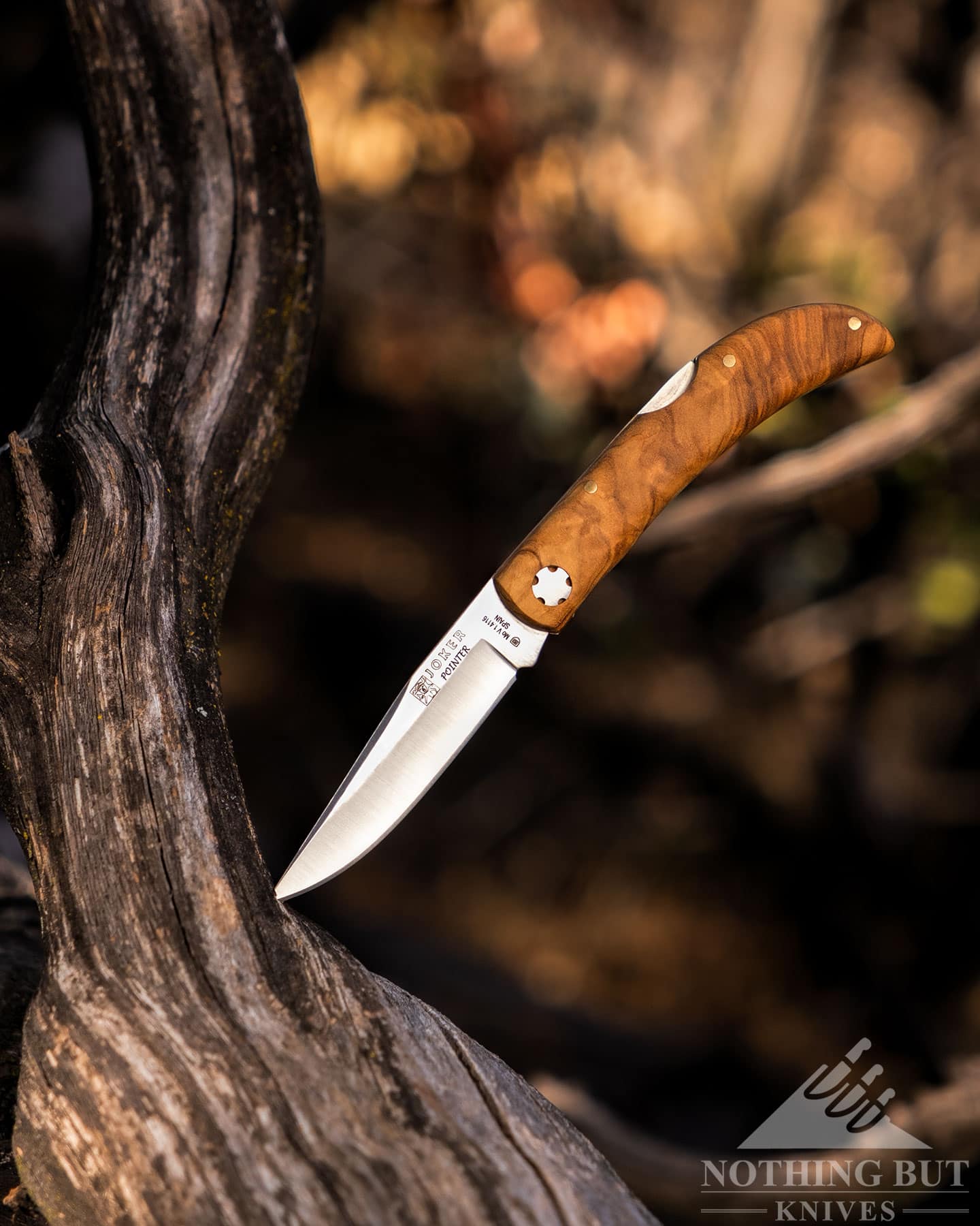 The Joker Pointer EDC pocket knife with its blade fully open sticking out of a Manzanita branch. 