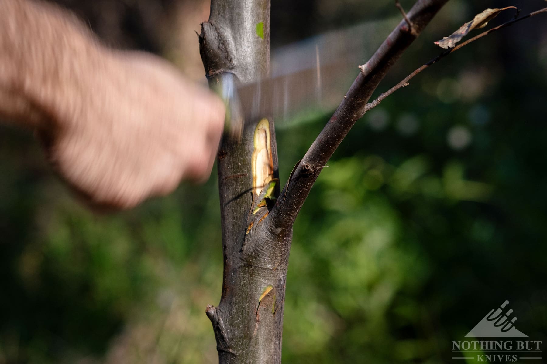 A close up of the Civivi Cloud Peak fixed blade knife being used to chop a tree branch.