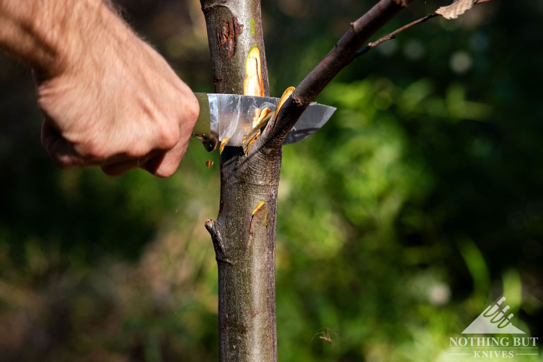 A Civivi fixed blade knife cutting off a branch.