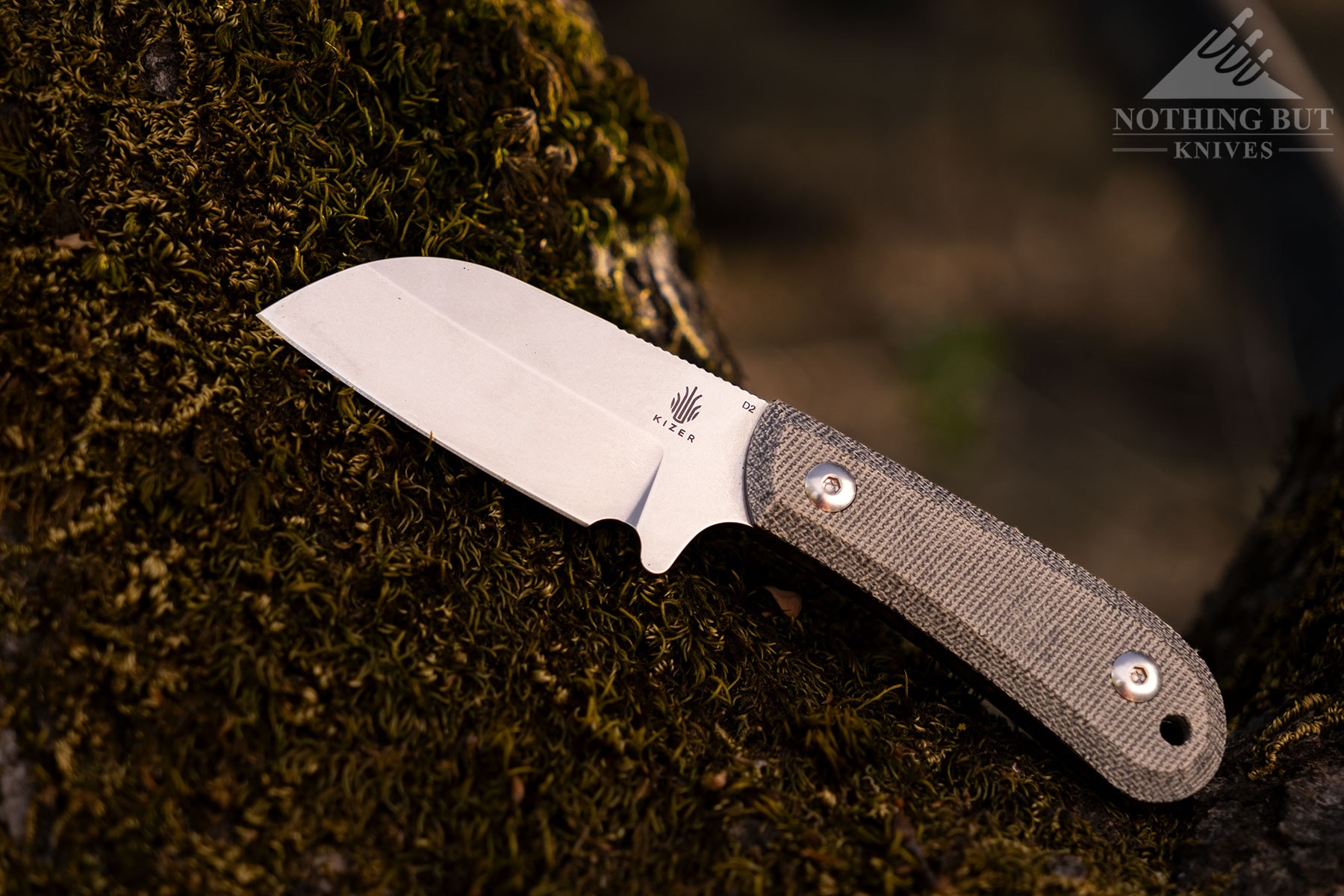 The Kizer Deckhand Sheepsfoot fixed blade on top of a mossy tree branch. 